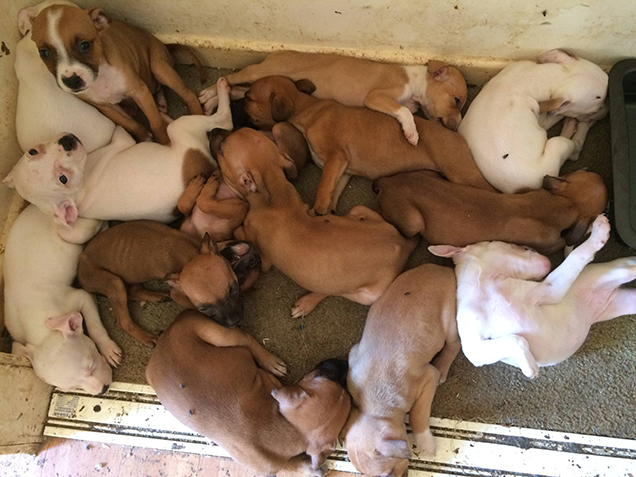 many small puppies together on the floor